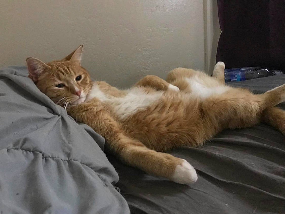 Peeta is registered to the contest to win money with this photo: aegean_cat, arabian_mau, asian, australian_mist, carnivore, cat, domestic_short_haired_cat, european_shorthair, fawn, felidae, kitten, mammal, nap, oriental_longhair, paw, polydactyl_cat, small_to_medium_sized_cats, tabby_cat, tail, whiskers