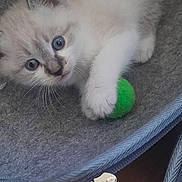 Pitchoune a rejoint le concours — aidez-le/la à gagner de superbes lots ! kitten, cat, blue_eyes, white_fur, gray_fur, toy, green_ball, pet_bed, playful, indoor, cozy, cute, animal, feline, young_animal, whiskers, claw, paw, soft_texture, home