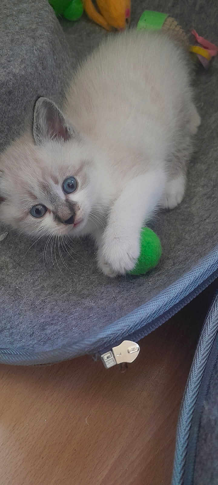 Pitchoune a rejoint le concours — aidez-le/la à gagner de superbes lots ! kitten, cat, blue_eyes, white_fur, gray_fur, toy, green_ball, pet_bed, playful, indoor, cozy, cute, animal, feline, young_animal, whiskers, claw, paw, soft_texture, home