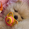 Poopy a rejoint le concours — aidez-le/la à gagner de superbes lots ! puppy, dog, sleeping, fluffy, pacifier, pink, checkered_blanket, cute, pet, animal, cozy, soft, young, resting, indoors, closeup, adorable, face, fur, nap