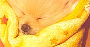 Poopy a rejoint le concours — aidez-le/la à gagner de superbes lots ! puppy, sleeping, blanket, yellow, cute, fluffy, wrapped, cozy, animal, pet, fur, nose, ears, soft, resting, domestic_animal, warm, snug, closeup, adorable