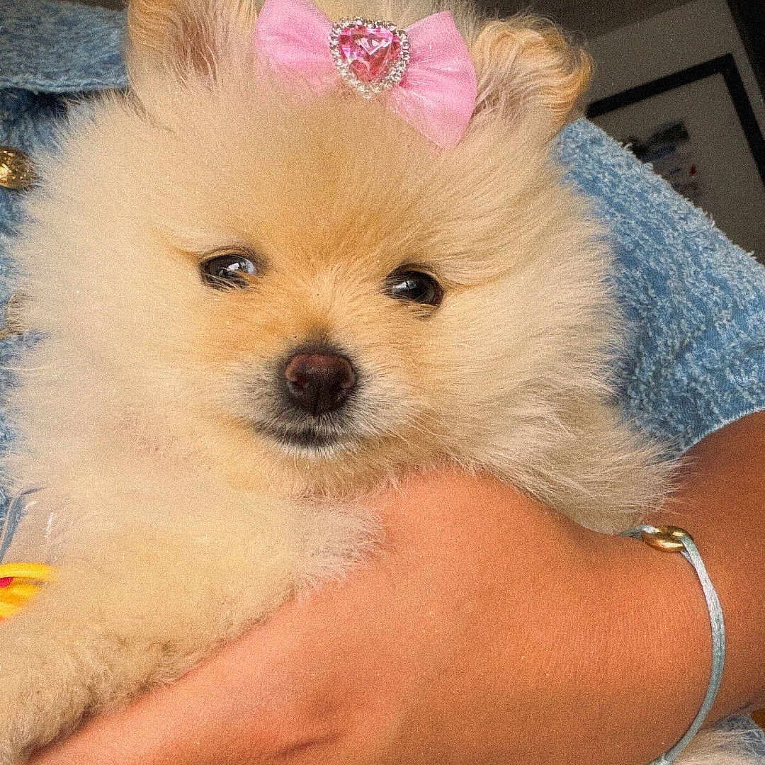 Poopy participe au concours pour gagner de l'argent avec cette photo : puppy, dog, pomeranian, bow, pink_bow, jewel, fluffy, cute, pet, animal, hand, holding, blue_clothing, bracelet, ring, indoor, portrait, small_dog, adorable, furry