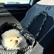 Poopy a rejoint le concours — aidez-le/la à gagner de superbes lots ! puppy, dog, tote_bag, car_seat, sunlight, fluffy, cute, pet, travel, interior, window, daylight, small_dog, canine, seat, patterned_bag, adorable, transport, animal, companion