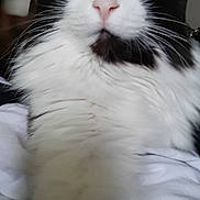 Lola participe au concours pour gagner de l'argent avec cette photo : aegean_cat, black_and_white, carnivore, cat, domestic_long_haired_cat, ear, eye, felidae, fur, kitten, mammal, norwegian_forest_cat, nose, small_to_medium_sized_cats, snout, turkish_van, whiskers, white