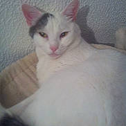 Luna participe au concours pour gagner de l'argent avec cette photo :