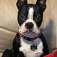 Louie is registered to the contest to win money with this photo: dog, boston_terrier, pet, collar, name_tag, louie, black_and_white, sitting, couch, indoor, red_collar, red_blanket, canine, animal, ears_up, alert, fur, portrait, companion, home