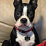 dog, boston_terrier, pet, collar, name_tag, louie, black_and_white, sitting, couch, indoor, red_collar, red_blanket, canine, animal, ears_up, alert, fur, portrait, companion, home