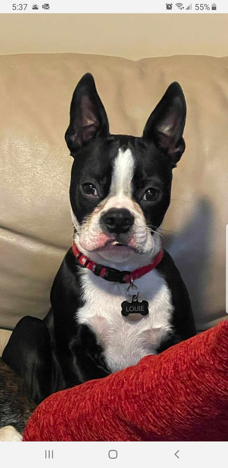 Louie is registered to the contest to win money with this photo: dog, boston_terrier, pet, collar, name_tag, louie, black_and_white, sitting, couch, indoor, red_collar, red_blanket, canine, animal, ears_up, alert, fur, portrait, companion, home