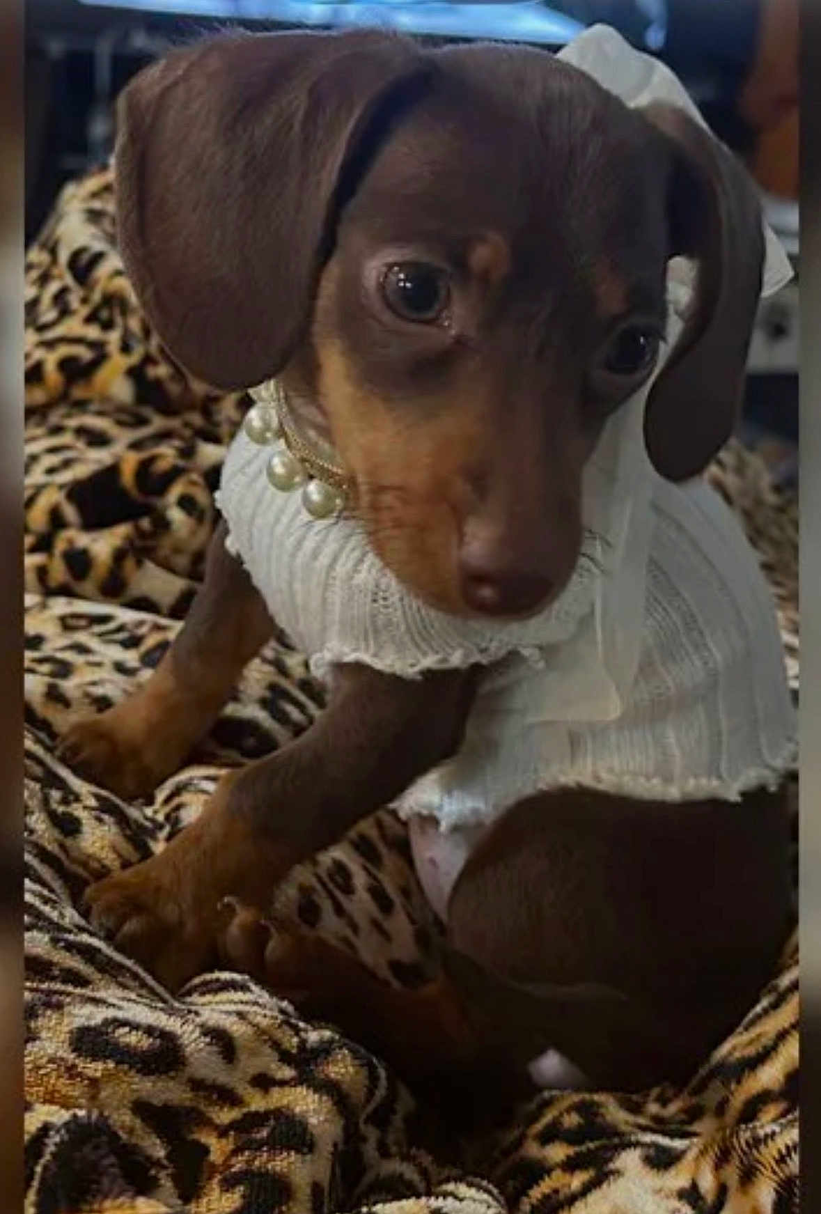 Sarah Jessica joined the competition — help win amazing prizes! dog, puppy, dachshund, brown_coat, pearl_necklace, sweater, bow, leopard_print, blanket, paws, close_up, portrait, indoor, pet_accessory, cute, big_eyes, floppy_ears, sitting, fabric_texture, fashion