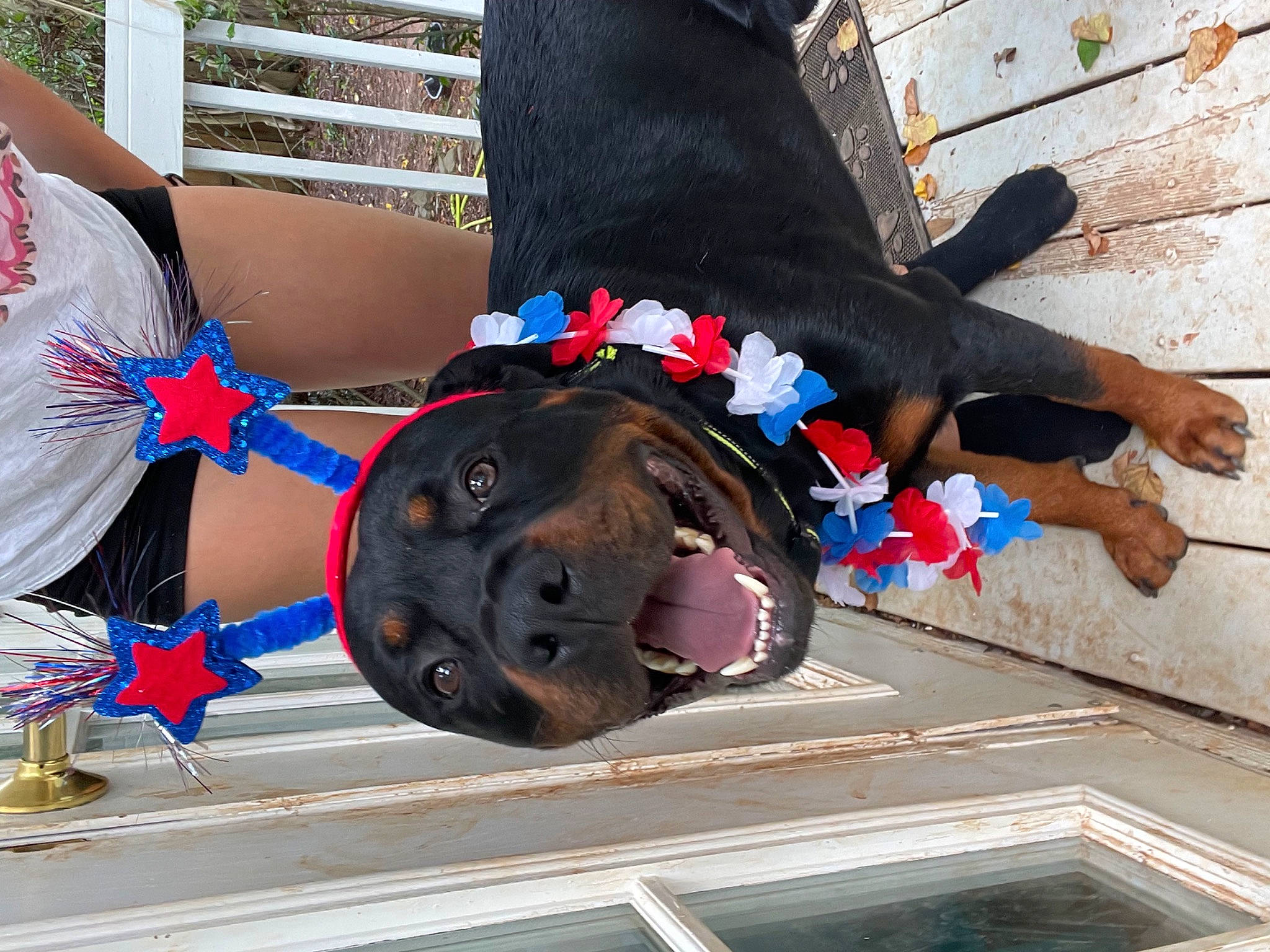 Enzo joined the competition — help win amazing prizes! carmine, concrete, costume_hat, dog, dog_breed, electric_blue, fashion_accessory, foot, fun, fur, hat, headgear, human_leg, leash, party_supply, sporting_group, thigh, working_animal, wrist