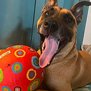 Wesson joined the competition — help win amazing prizes! dog, tongue, ball, colorful, playful, pet, ears, blanket, indoor, happy, closeup, brown_dog, toy, canine, resting, furniture, smiling, texture, background, relaxed