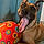 Wesson