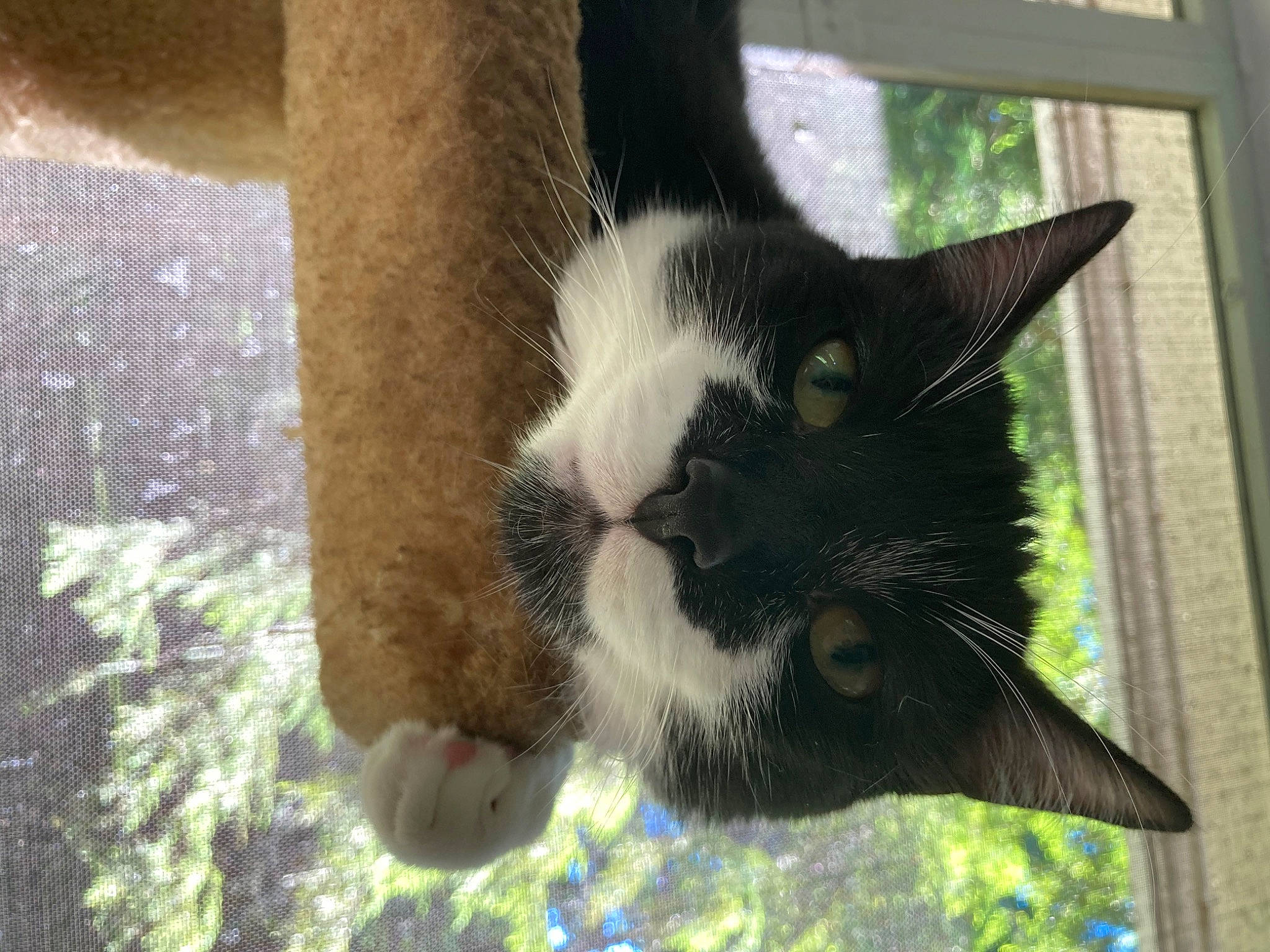 Chuckles joined the competition — help win amazing prizes! carnivore, cat, dog_breed, domestic_short_haired_cat, eye, fawn, felidae, fur, grass, human_leg, mammal, organism, plant, small_to_medium_sized_cats, snout, tail, terrestrial_animal, vertebrate, whiskers, window