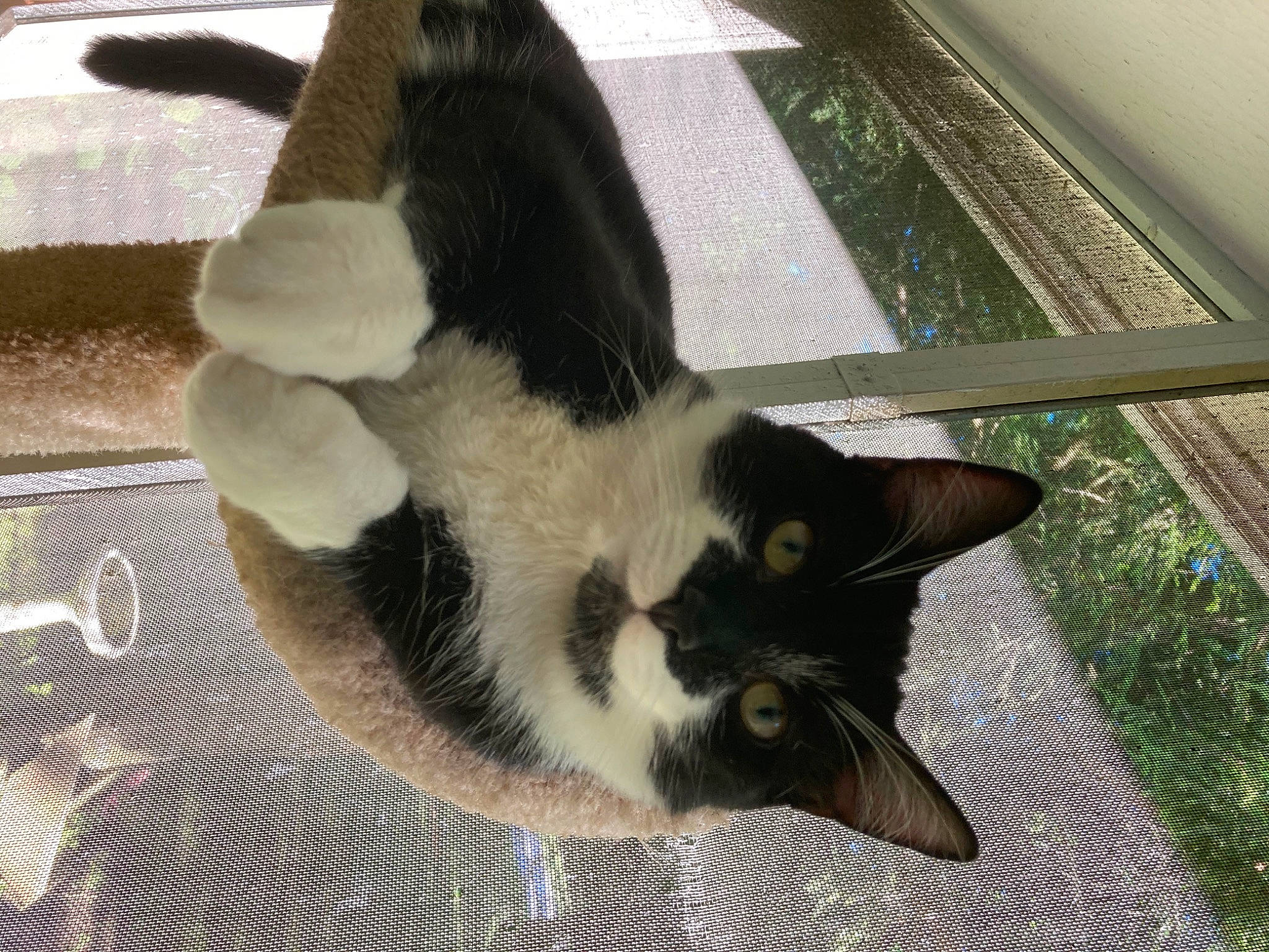 Chuckles joined the competition — help win amazing prizes! carnivore, cat, cat_furniture, cat_supply, claw, dog_breed, domestic_short_haired_cat, felidae, foot, fur, grass, paw, pet_supply, plant, small_to_medium_sized_cats, snout, tail, terrestrial_animal, whiskers, window