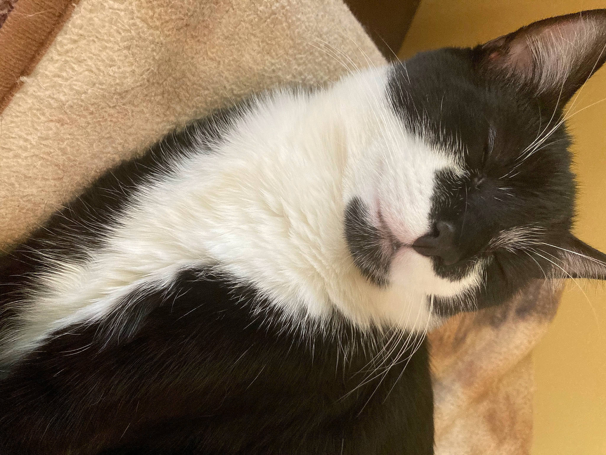 Chuckles is registered to the contest to win money with this photo: carnivore, cat, claw, comfort, domestic_short_haired_cat, felidae, fur, paw, small_to_medium_sized_cats, snout, tail, terrestrial_animal, whiskers