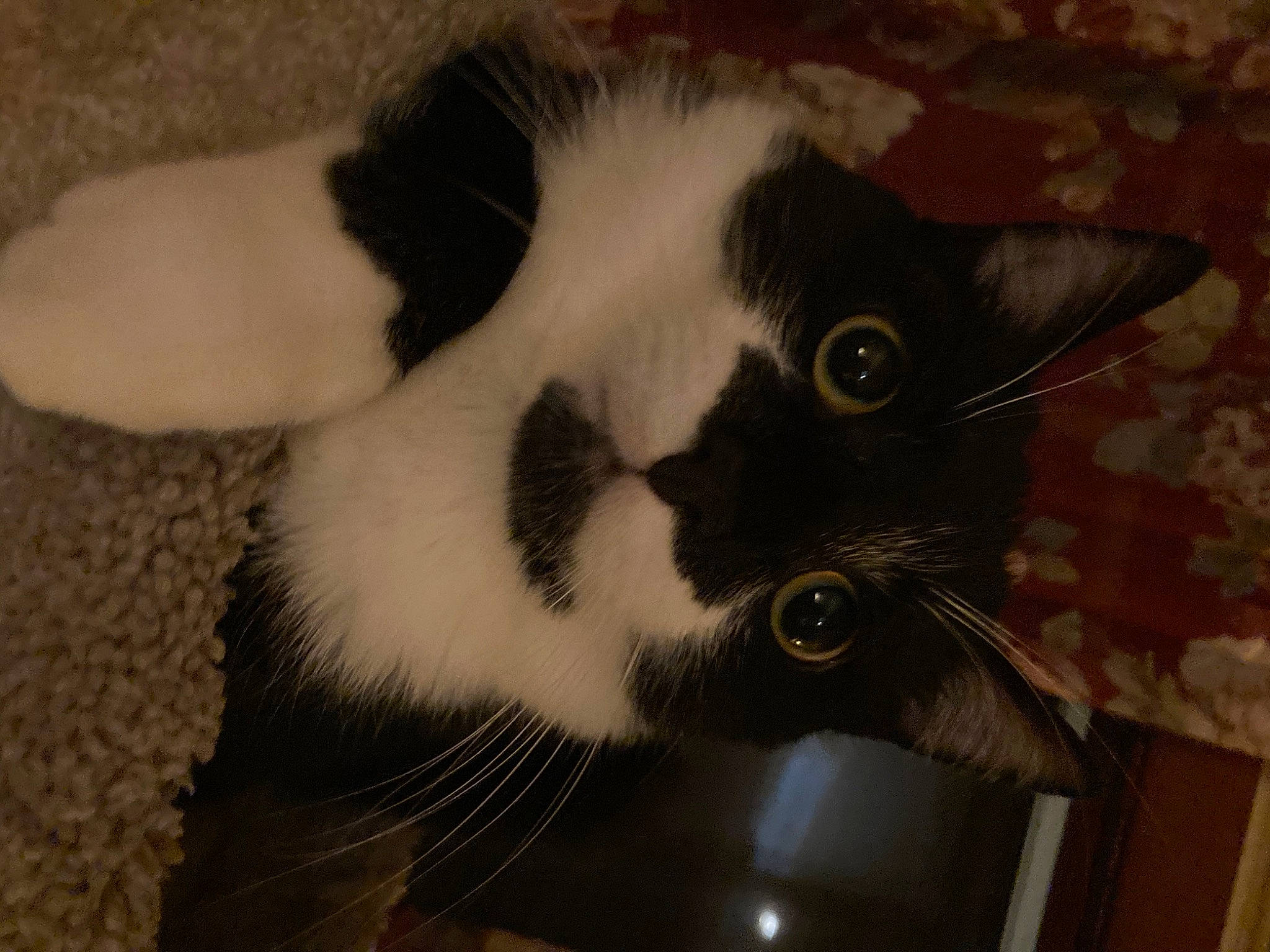 Chuckles joined the competition — help win amazing prizes! carnivore, cat, domestic_short_haired_cat, ear, felidae, fur, small_to_medium_sized_cats, snout, tail, whiskers, window