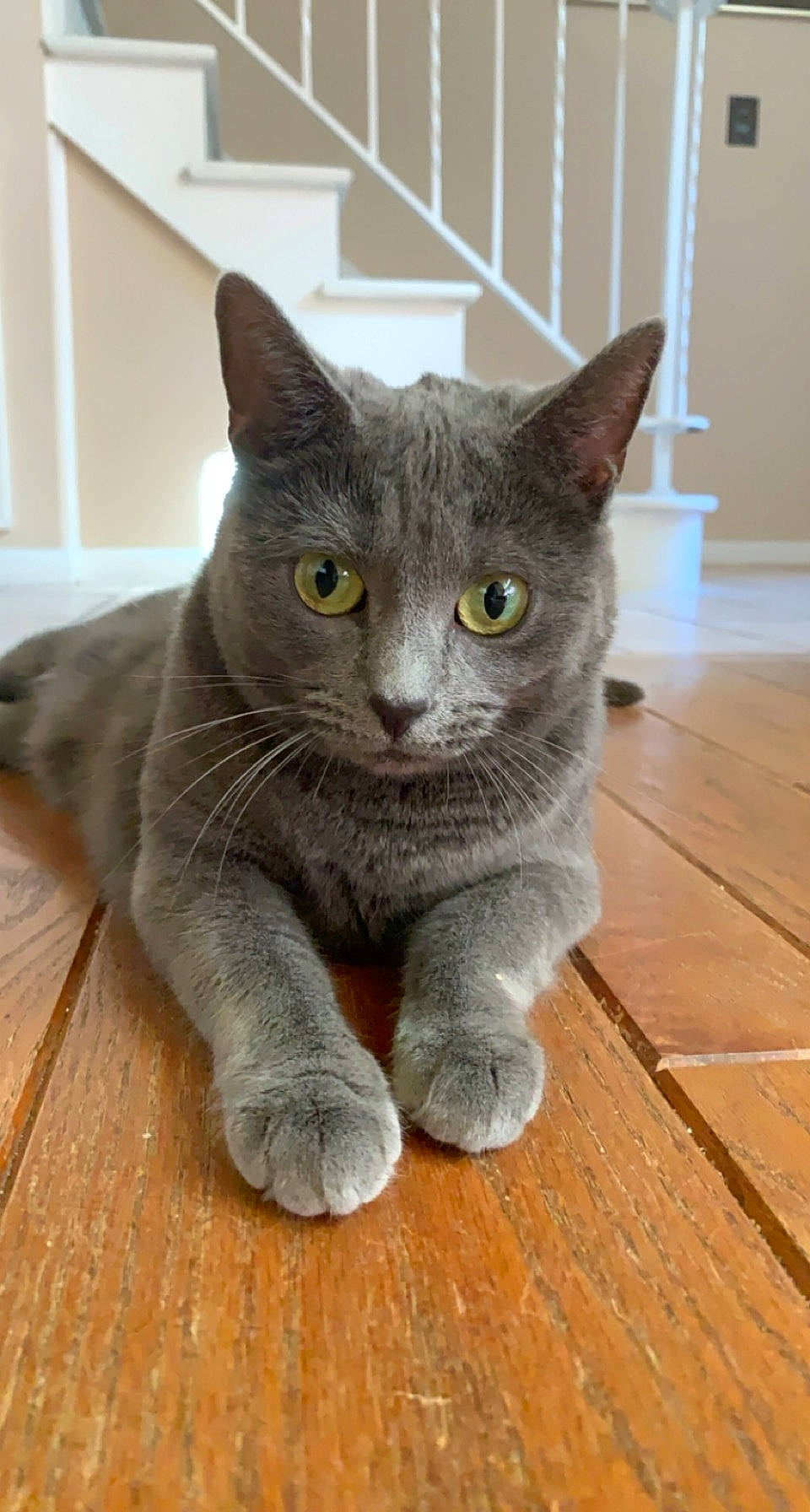 Kiwi joined the competition — help win amazing prizes! carnivore, cat, domestic_short_haired_cat, felidae, fur, grey, hardwood, paw, plank, russian_blue, small_to_medium_sized_cats, snout, tail, terrestrial_animal, varnish, whiskers, wood, wood_flooring, wood_stain