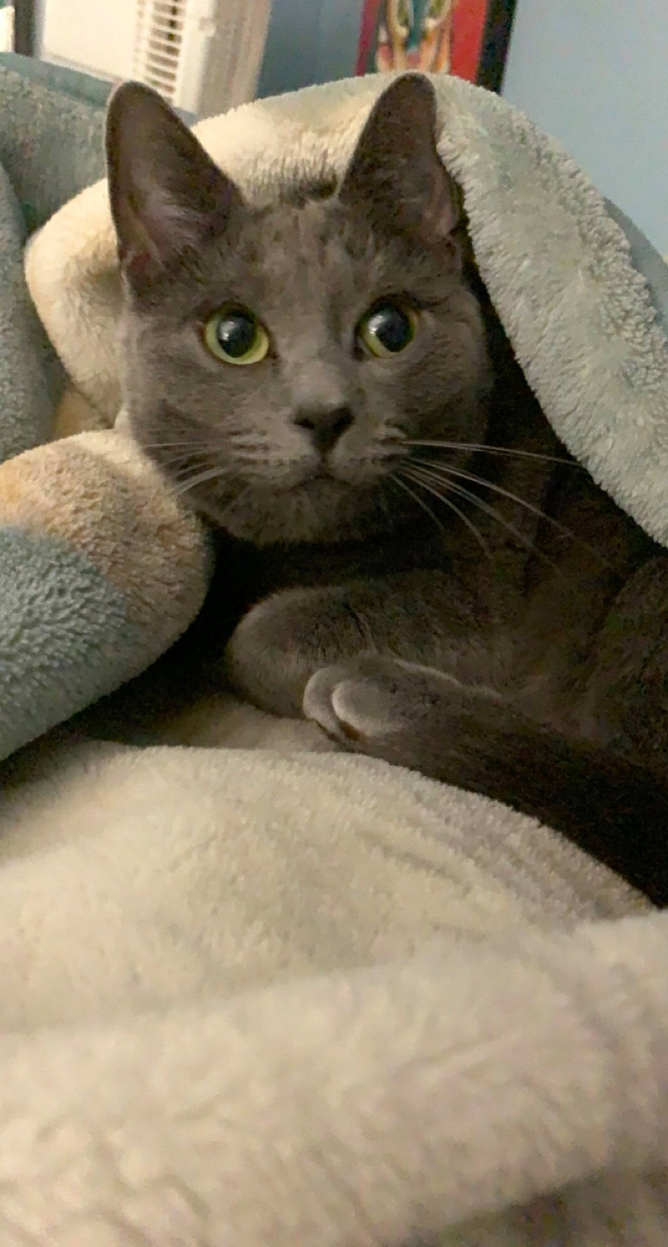 Kiwi is registered to the contest to win money with this photo: carnivore, cat, comfort, domestic_short_haired_cat, eye, felidae, fur, grey, russian_blue, small_to_medium_sized_cats, terrestrial_animal, whiskers