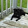 Wednesday joined the competition — help win amazing prizes! dog, pug, black_dog, pet, animal, porch, wooden_floor, outdoor, grass, fence, collar, tag, resting, small_dog, canine, laying, cute, companion, domestic_animal, curious