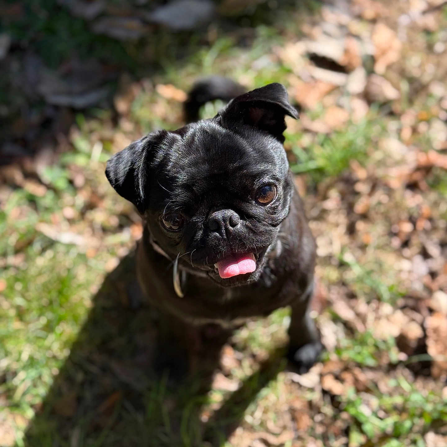 Wednesday is registered to the contest to win money with this photo: dog, pug, black_dog, outdoor, grass, leaves, sunlight, pet, animal, tongue_out, cute, small_dog, sitting, nature, daylight, canine, portrait, looking_up, adorable, happy