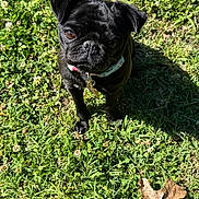 Wednesday joined the competition — help win amazing prizes! dog, pug, black_dog, pet, collar, grass, leaf, outdoor, sunlight, animal, cute, small_dog, nature, canine, looking_up, fur, tag, summer, greenery, closeup