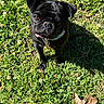 dog, pug, black_dog, pet, collar, grass, leaf, outdoor, sunlight, animal, cute, small_dog, nature, canine, looking_up, fur, tag, summer, greenery, closeup