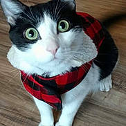 Charli joined the competition — help win amazing prizes! cat, black_and_white, green_eyes, pet, indoor, wooden_floor, curious, fur, whiskers, animal, cute, looking_up, sitting, cozy, clothing, jacket, domestic, feline, alert, adorable