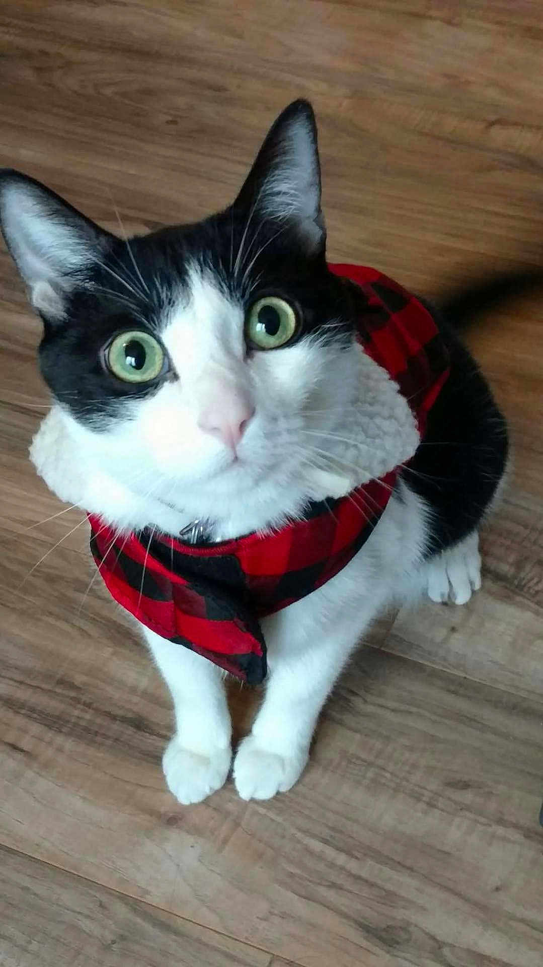 Charli joined the competition — help win amazing prizes! cat, black_and_white, green_eyes, pet, indoor, wooden_floor, curious, fur, whiskers, animal, cute, looking_up, sitting, cozy, clothing, jacket, domestic, feline, alert, adorable