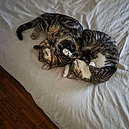 Angel is registered to the contest to win money with this photo: animals, bed, bedding, bedroom, cat, cats, cozy, cuddling, funny, grooming, indoor, lying_down, pet, playful, striped_fur, tabby, two_cats, white_sheet, wooden_floor, wrestling