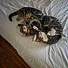 animals, bed, bedding, bedroom, cat, cats, cozy, cuddling, funny, grooming, indoor, lying_down, pet, playful, striped_fur, tabby, two_cats, white_sheet, wooden_floor, wrestling