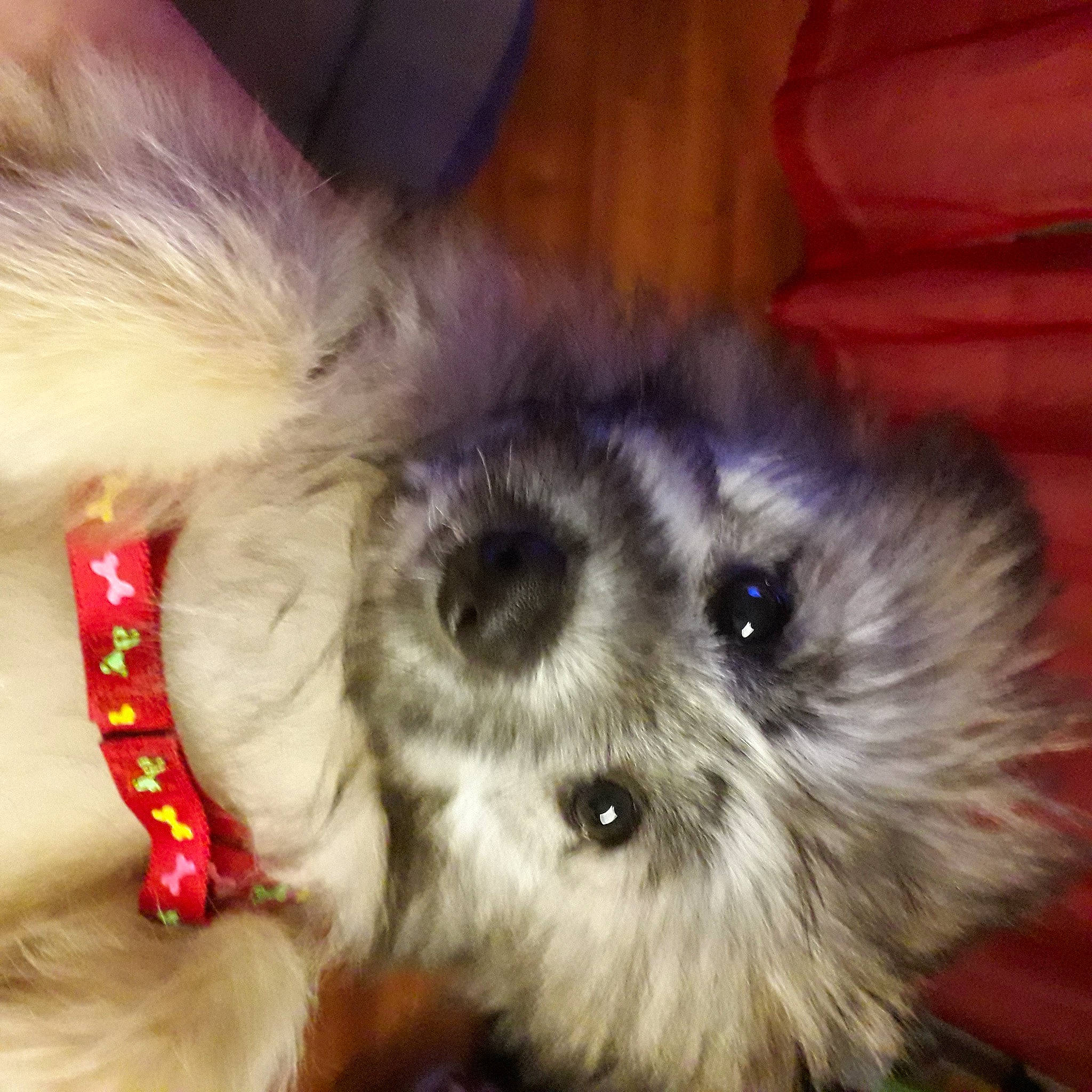 Salto a rejoint le concours — aidez-le/la à gagner de superbes lots ! canidae, carnivore, companion_dog, dog, dog_bed, dog_breed, dog_supply, fawn, fur, paw, pet_supply, puppy_love, shih_poo, small_terrier, snout, sporting_group, terrier, toy_dog, whiskers, working_animal