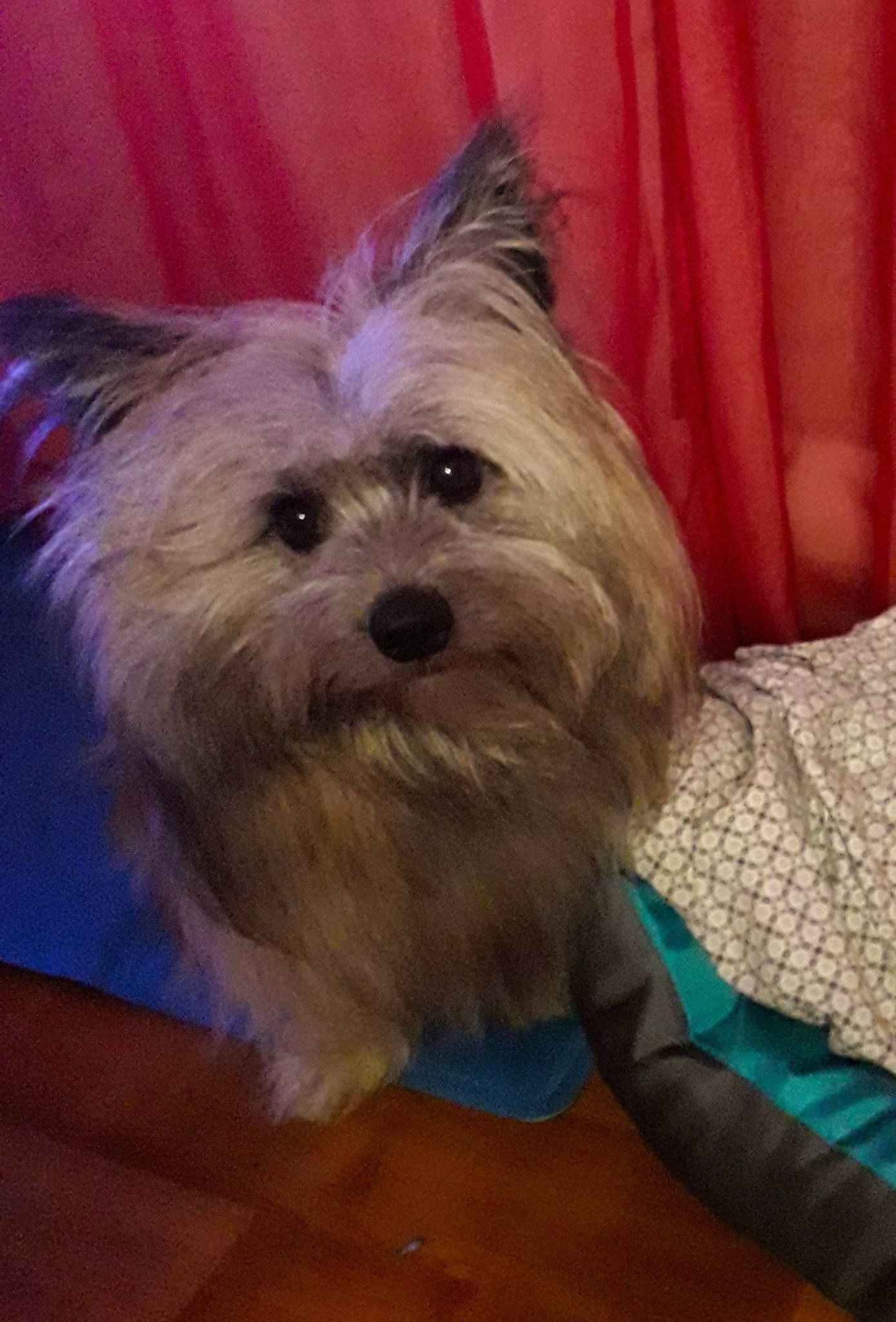 Salto participe au concours pour gagner de l'argent avec cette photo : biewer_terrier, canidae, carnivore, companion_dog, curtain, dog, dog_breed, dog_supply, fawn, fur, liver, maltepoo, small_terrier, snout, sporting_group, terrestrial_animal, terrier, toy_dog, wood, working_animal