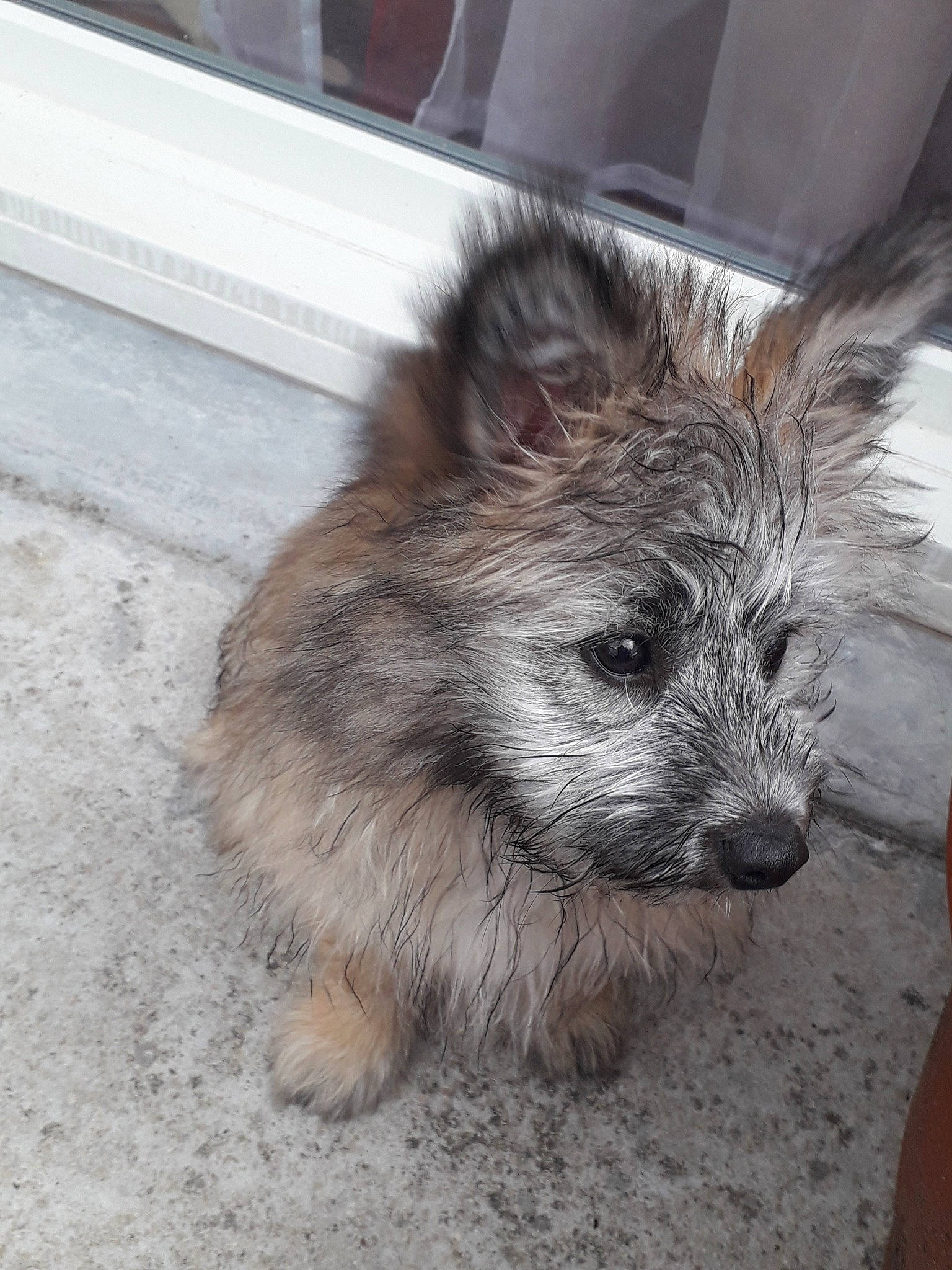 Salto participe au concours pour gagner de l'argent avec cette photo : ancient_dog_breeds, carnivore, claw, companion_dog, dog, dog_breed, fawn, fur, paw, road_surface, small_terrier, snout, street_dog, terrestrial_animal, terrier, toy_dog, whiskers, working_animal