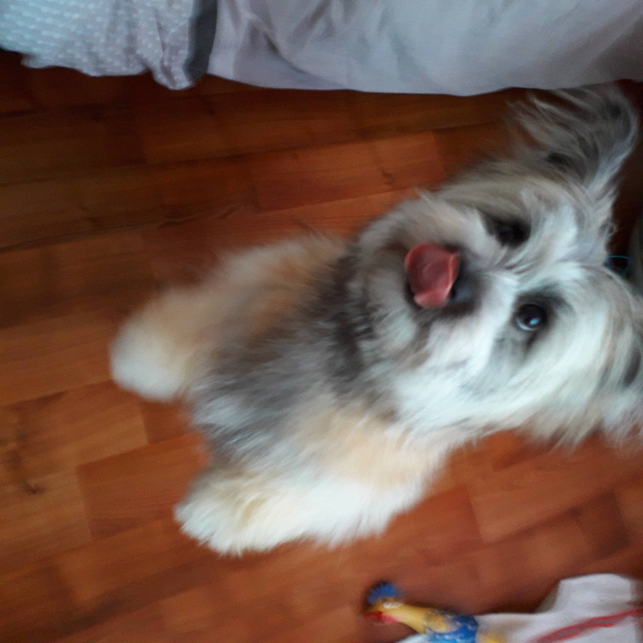 Salto a rejoint le concours — aidez-le/la à gagner de superbes lots ! canidae, carnivore, companion_dog, dog, dog_breed, fawn, felidae, flooring, fur, hardwood, laminate_flooring, small_to_medium_sized_cats, snout, sporting_group, toy_dog, varnish, whiskers, wood, wood_stain, working_animal