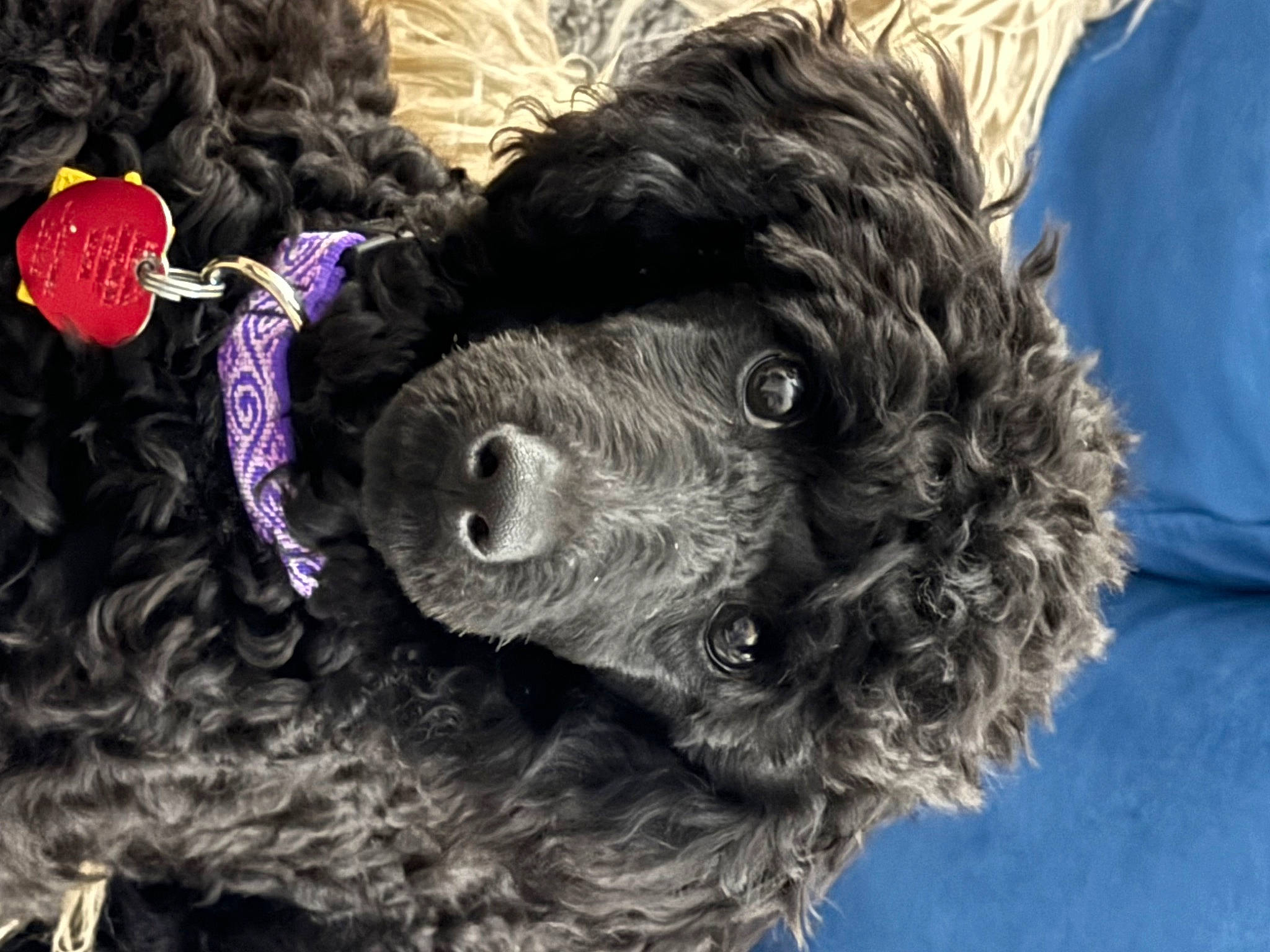 Clark joined the competition — help win amazing prizes! canidae, carnivore, collar, companion_dog, dog, dog_breed, dog_collar, fur, liver, magenta, pattern, pet_supply, poodle, snout, sporting_group, terrier, toy, toy_dog, water_dog, working_animal