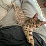 Tigrou participe au concours pour gagner de l'argent avec cette photo : kitten, cat, tabby, striped_fur, pet, animal, lying_down, bed, blanket, bedroom, indoor, cozy, gray_pants, black_shirt, legs, paws, tail, ears, portrait, cute