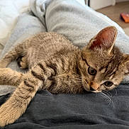 Tigrou participe au concours pour gagner de l'argent avec cette photo : cat, kitten, tabby, brown_fur, animal, pet, lying_down, relaxed, sleepy, cute, whiskers, ears, paws, tail, close_up, indoors, bedroom, blanket, lap, portrait