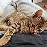 cat, kitten, tabby, brown_fur, animal, pet, lying_down, relaxed, sleepy, cute, whiskers, ears, paws, tail, close_up, indoors, bedroom, blanket, lap, portrait