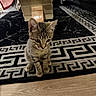 Tigrou participe au concours pour gagner de l'argent avec cette photo : cat, kitten, tabby, animal, pet, sitting, indoors, rug, geometric_pattern, carpet, wood_floor, sofa, blanket, cardboard_box, living_room, portrait, whiskers, ears, yellow_eyes, cozy