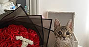 Tigrou participe au concours pour gagner de l'argent avec cette photo : cat, kitten, tabby, animal, pet, sitting, wide_eyes, portrait, bouquet, roses, red_flowers, white_flowers, heart_shape, romantic, valentines_day, table, glass_table, mirror, bedroom, indoor