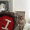 cat, kitten, tabby, animal, pet, sitting, wide_eyes, portrait, bouquet, roses, red_flowers, white_flowers, heart_shape, romantic, valentines_day, table, glass_table, mirror, bedroom, indoor