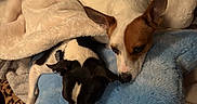 Bandit And Smalls is registered to the contest to win money with this photo: dogs, puppies, two_dogs, sleeping, snuggling, cozy, blanket, plush_blanket, blue_blanket, cream_blanket, indoor, bed, pet_bed, small_dogs, brown_and_white_dog, black_and_white_dog, pointed_ears, leopard_print, cute, resting