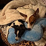 dogs, puppies, two_dogs, sleeping, snuggling, cozy, blanket, plush_blanket, blue_blanket, cream_blanket, indoor, bed, pet_bed, small_dogs, brown_and_white_dog, black_and_white_dog, pointed_ears, leopard_print, cute, resting