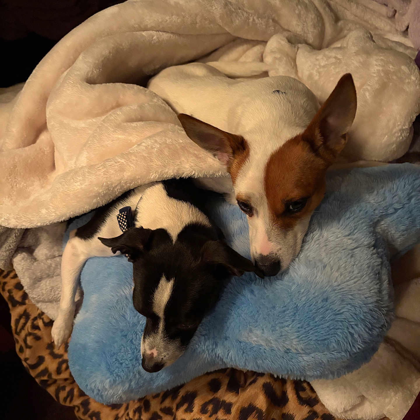 Bandit And Smalls is registered to the contest to win money with this photo: dogs, puppies, two_dogs, sleeping, snuggling, cozy, blanket, plush_blanket, blue_blanket, cream_blanket, indoor, bed, pet_bed, small_dogs, brown_and_white_dog, black_and_white_dog, pointed_ears, leopard_print, cute, resting