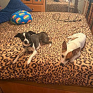 Bandit And Smalls joined the competition — help win amazing prizes! dogs, puppies, pet, bedroom, bed, leopard_print, black_and_white_dog, brown_and_white_dog, lying_down, sitting, resting, alert, cozy, cushion, pillow, mirror, wardrobe, indoors, home, photography