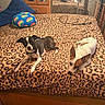 dogs, puppies, pet, bedroom, bed, leopard_print, black_and_white_dog, brown_and_white_dog, lying_down, sitting, resting, alert, cozy, cushion, pillow, mirror, wardrobe, indoors, home, photography
