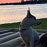 Bandit And Smalls joined the competition — help win amazing prizes! dog, canine, pointy_ears, white_dog, sitting, outdoors, lake, water, sunset, sunrise, sky, clouds, grass, shoreline, boat, inflatable_boat, leash, collar, landscape, portrait