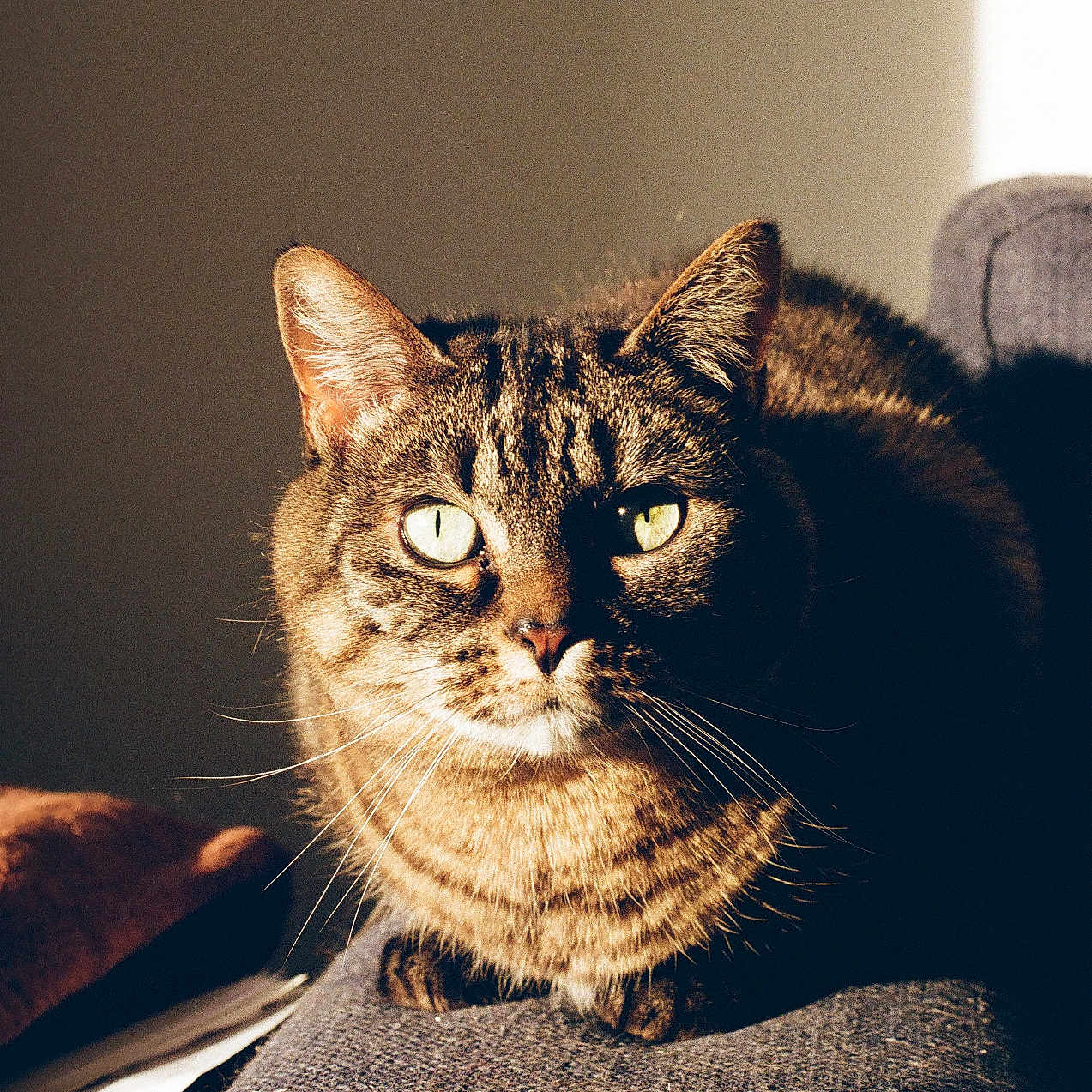 Louna participe au concours pour gagner de l'argent avec cette photo : animal_portrait, cat, closeup, couch, cozy, domestic_animal, feline, furniture, green_eyes, home, indoor, pet, relaxing, resting, shadow, striped_fur, sunlight, tabby, warm_light, whiskers