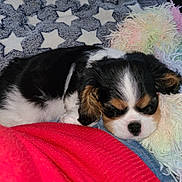 Saska participe au concours pour gagner de l'argent avec cette photo : adorable, blanket, closeup, comfort, cozy, cute, dog, domestic_animal, fur, indoor, multicolored_pillow, pet, puppy, resting, sleeping, snuggling, soft, star_pattern, tricolor, young