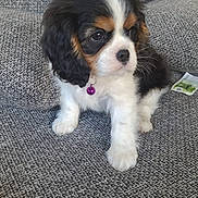 Saska a rejoint le concours — aidez-le/la à gagner de superbes lots ! puppy, dog, tricolor, fluffy, collar, bell, couch, gray, textured, pet, cute, young, small, indoor, fur, sitting, animal, companion, adorable, curious